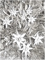 Art Therapy coloring page Edelweiss